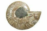 Cut & Polished Ammonite Fossil (Half) - Madagascar #349038-1